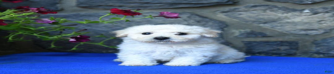 Teddy
