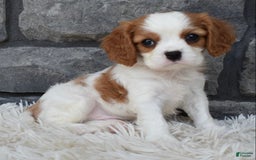 Cavalier King Charles Spaniel dogs for sale: Buddy - Image 5