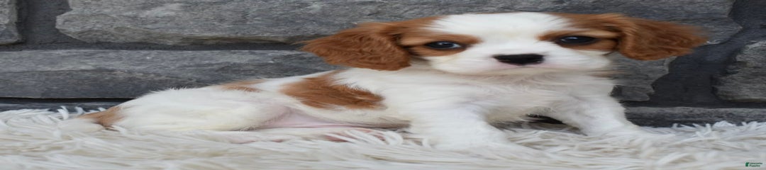 Buddy