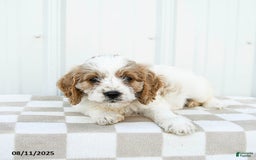 Cavapoo dogs for sale: Dakota - Image 2