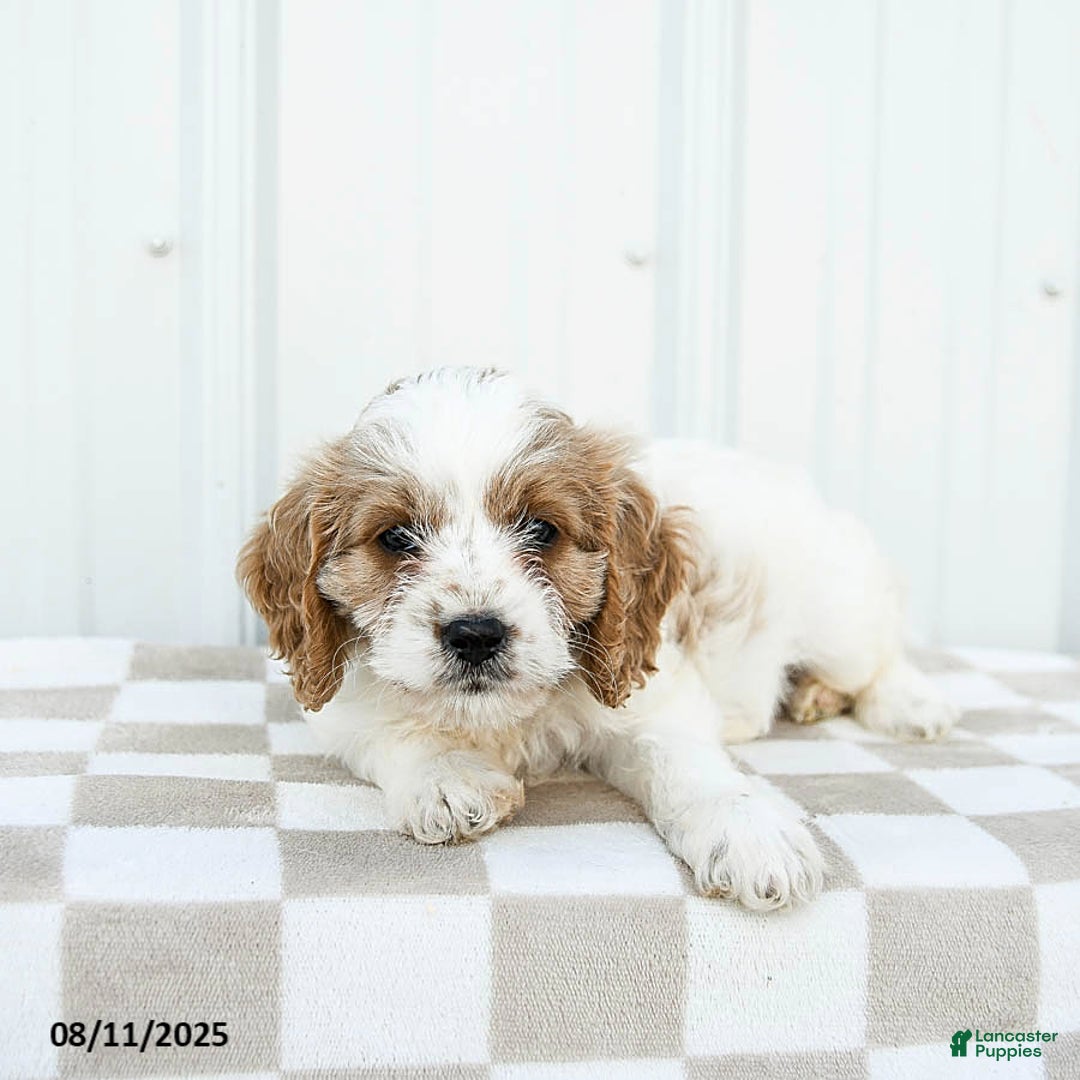 Cavapoo dogs for sale: Dakota - Image 2