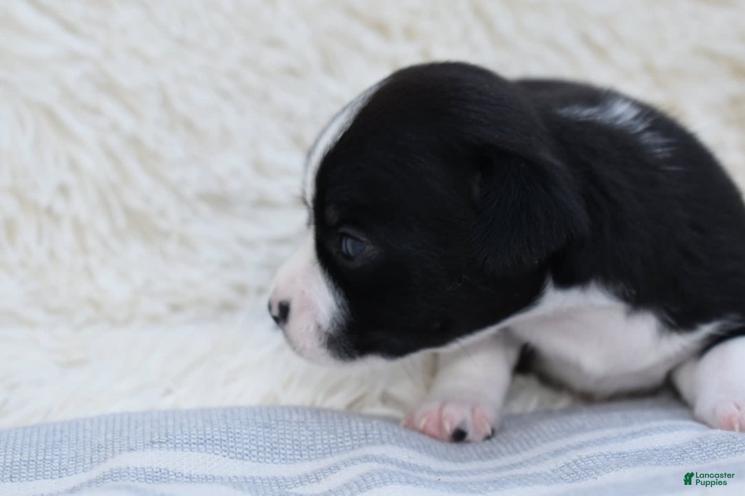 Chihuahua dogs for sale: Nord - Image 14