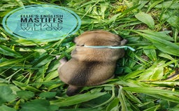 English Mastiff dogs for sale: Willow - Image 3