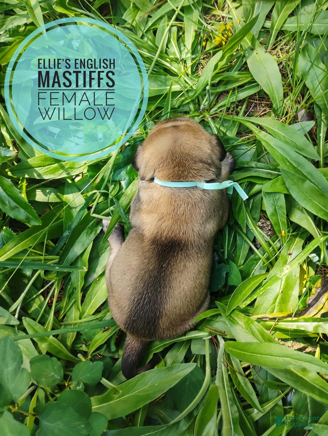 English Mastiff dogs for sale: Willow - Image 3