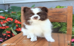 Pomeranian dogs for sale: Pomeranian 4 puppies - Image 1