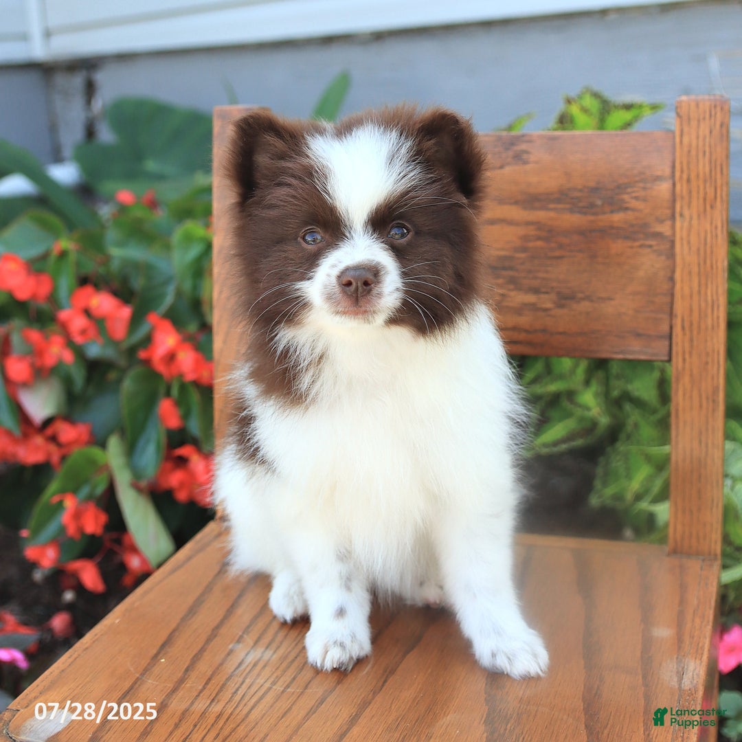 Pomeranian dogs for sale: Pomeranian 4 puppies - Image 1