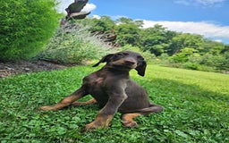 Doberman Pinscher dogs for sale: Duke - Image 4