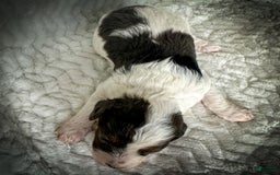 Cavapoo dogs for sale: Simba - Image 12