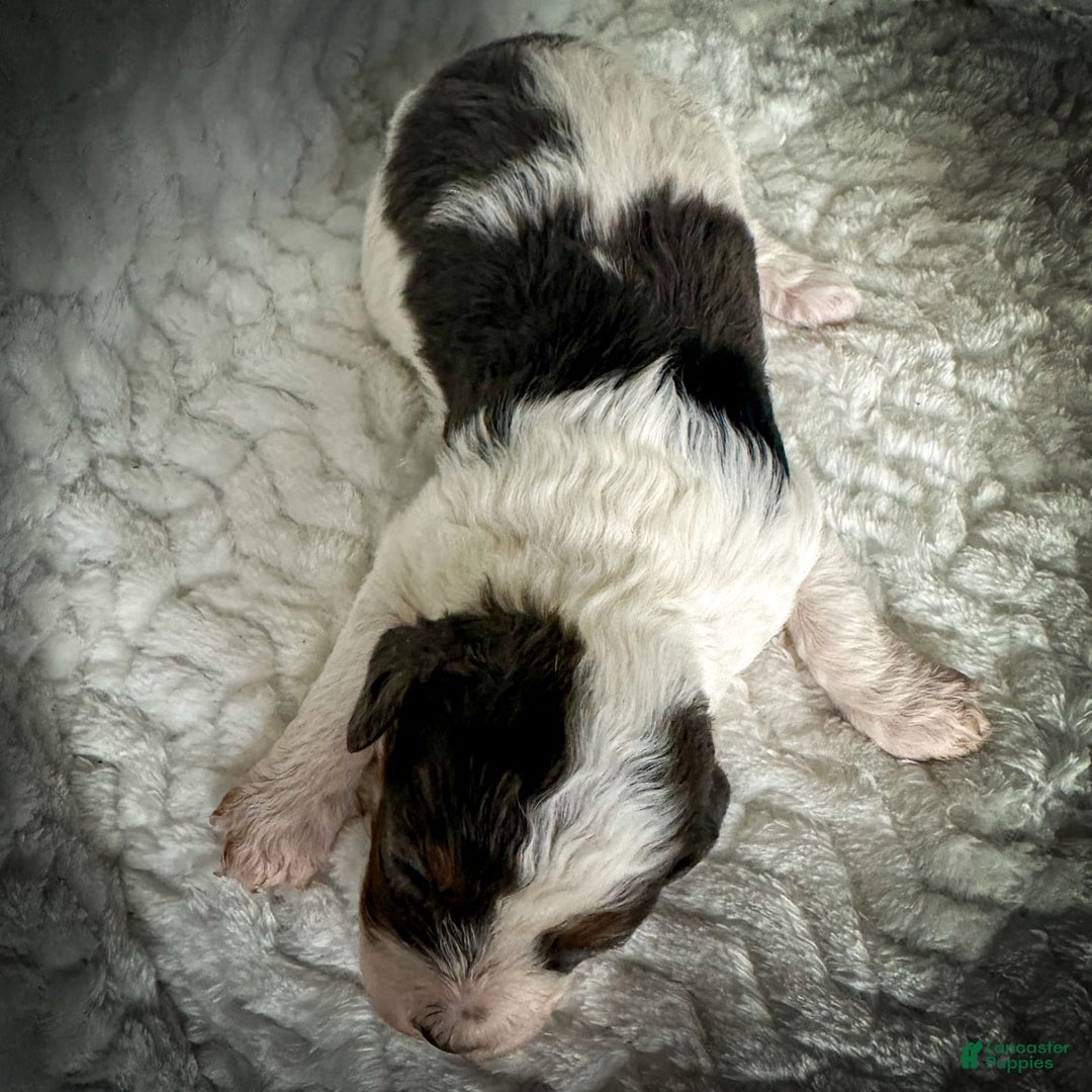Cavapoo dogs for sale: Simba - Image 12