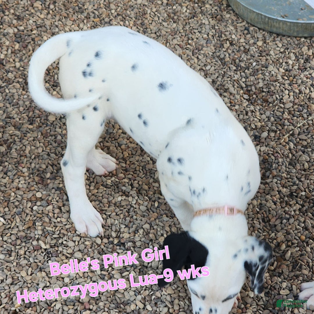 Dalmatian dogs for sale: Belles Pink Lua Girl - Image 4