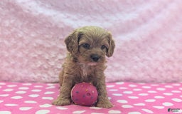 Cavapoo dogs for sale: Apollo - Image 6