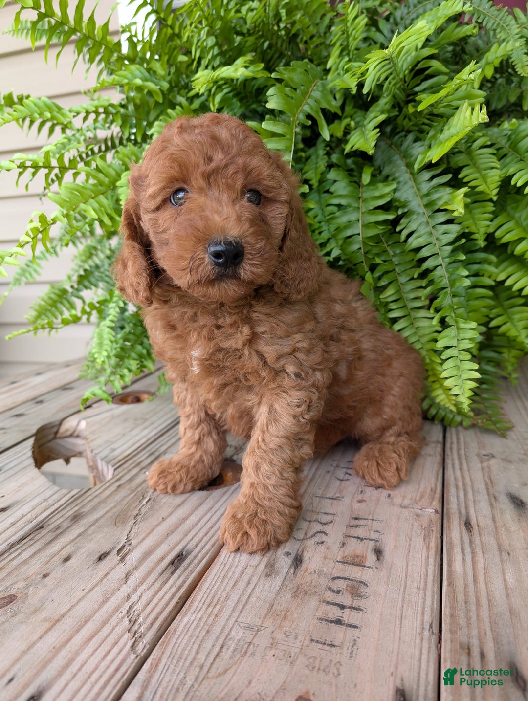 Mini Goldendoodle dogs for sale: Mini -kobe - Image 19