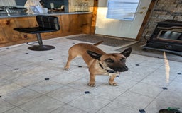 Belgian Malinois dogs for sale: Diesel - Image 3