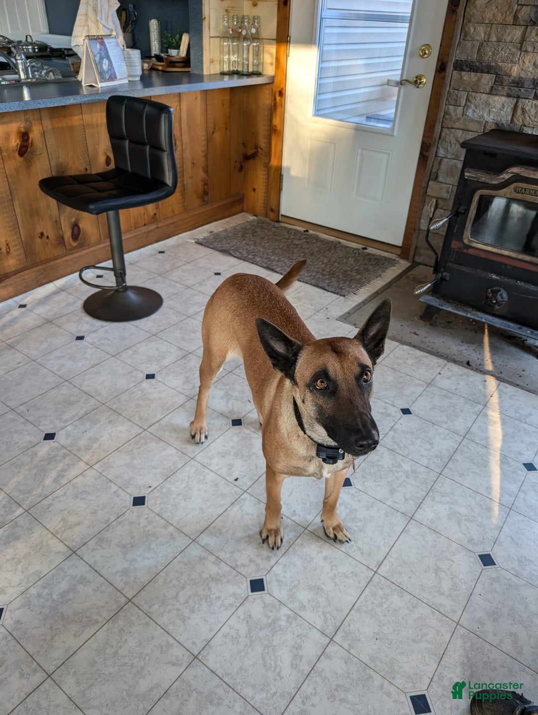 Belgian Malinois dogs for sale: Diesel - Image 3