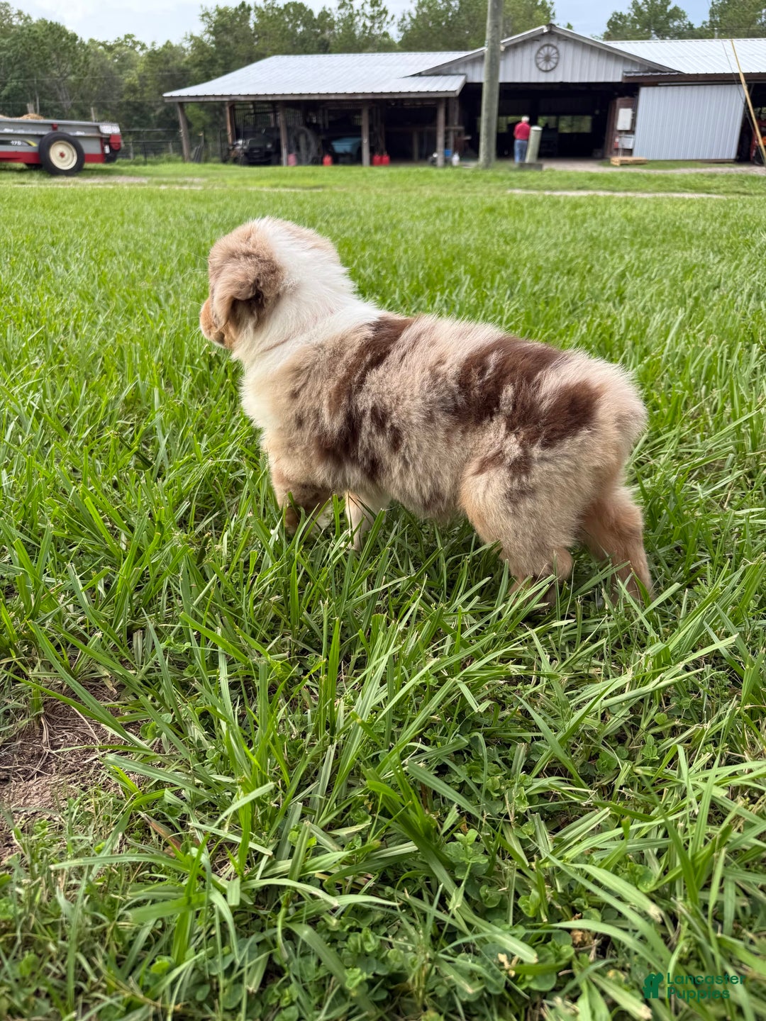 Australian Shepherd dogs for sale: L-orange - Image 1