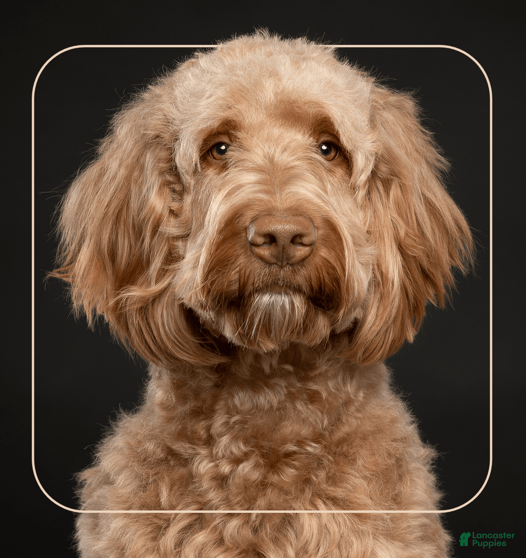 Goldendoodle dogs for sale: Lady Liberty - Image 2