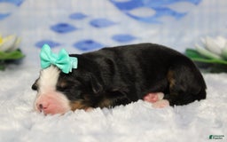 Bernese Mountain Dog dogs for sale: Pebbles - Image 62