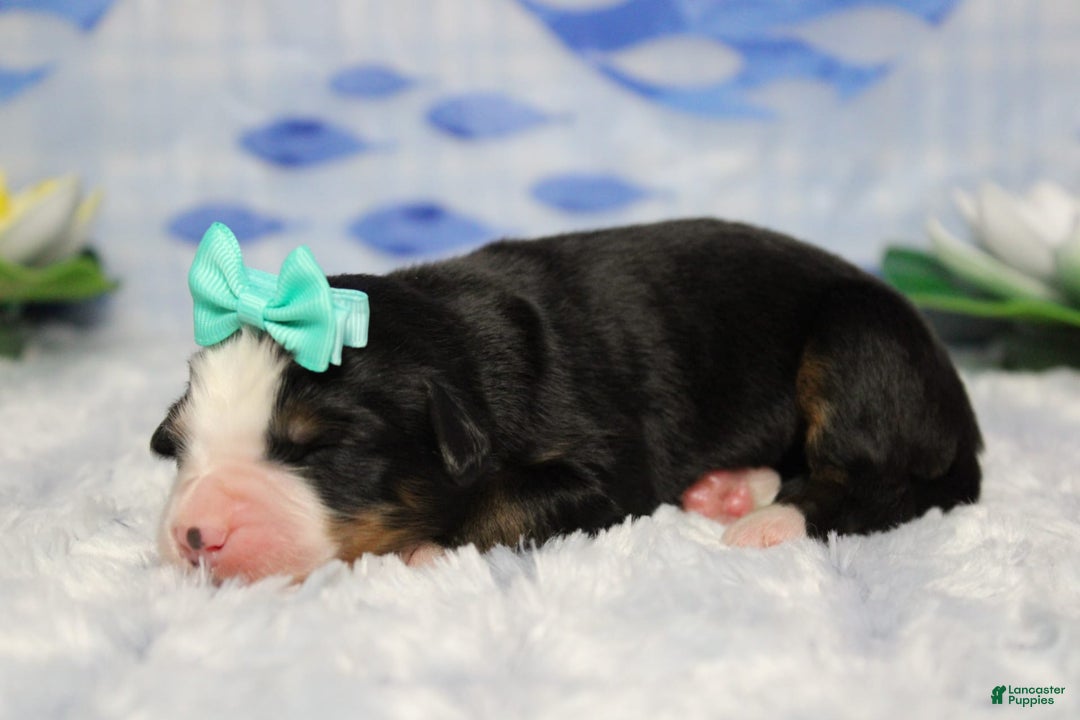 Bernese Mountain Dog dogs for sale: Pebbles - Image 62