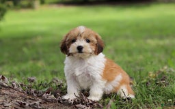 Shihpoo dogs for sale: Olivia - Image 1