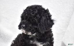 Toy Poodle dogs for sale: Bandit - Image 3