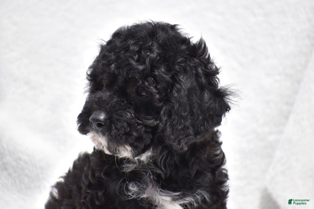 Toy Poodle dogs for sale: Bandit - Image 3
