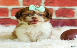 Shih Tzu dogs for sale: Rusty - Image 2