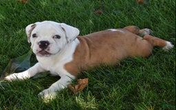 Beabull dogs for sale: Tessa - Image 7