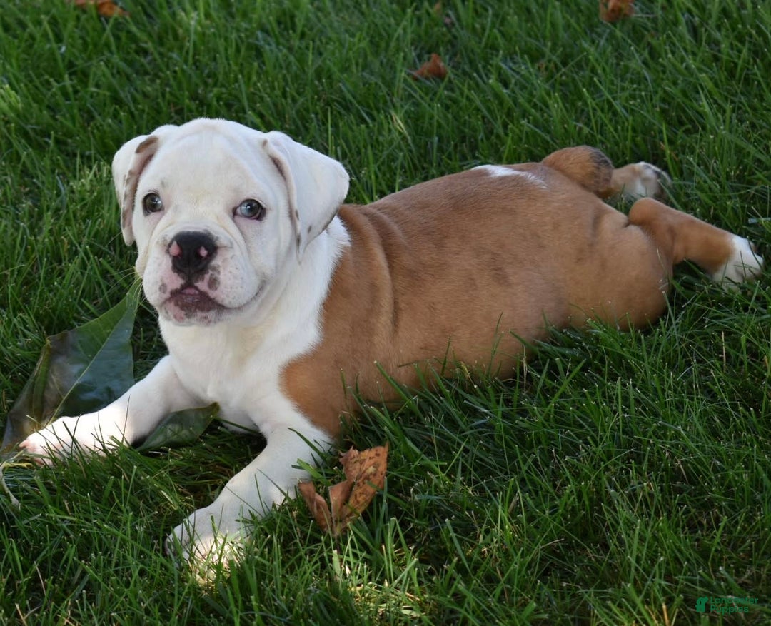 Beabull dogs for sale: Tessa - Image 7