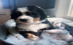 Bernese Mountain Dog dogs for sale: Female Thin Blaze - Image 14