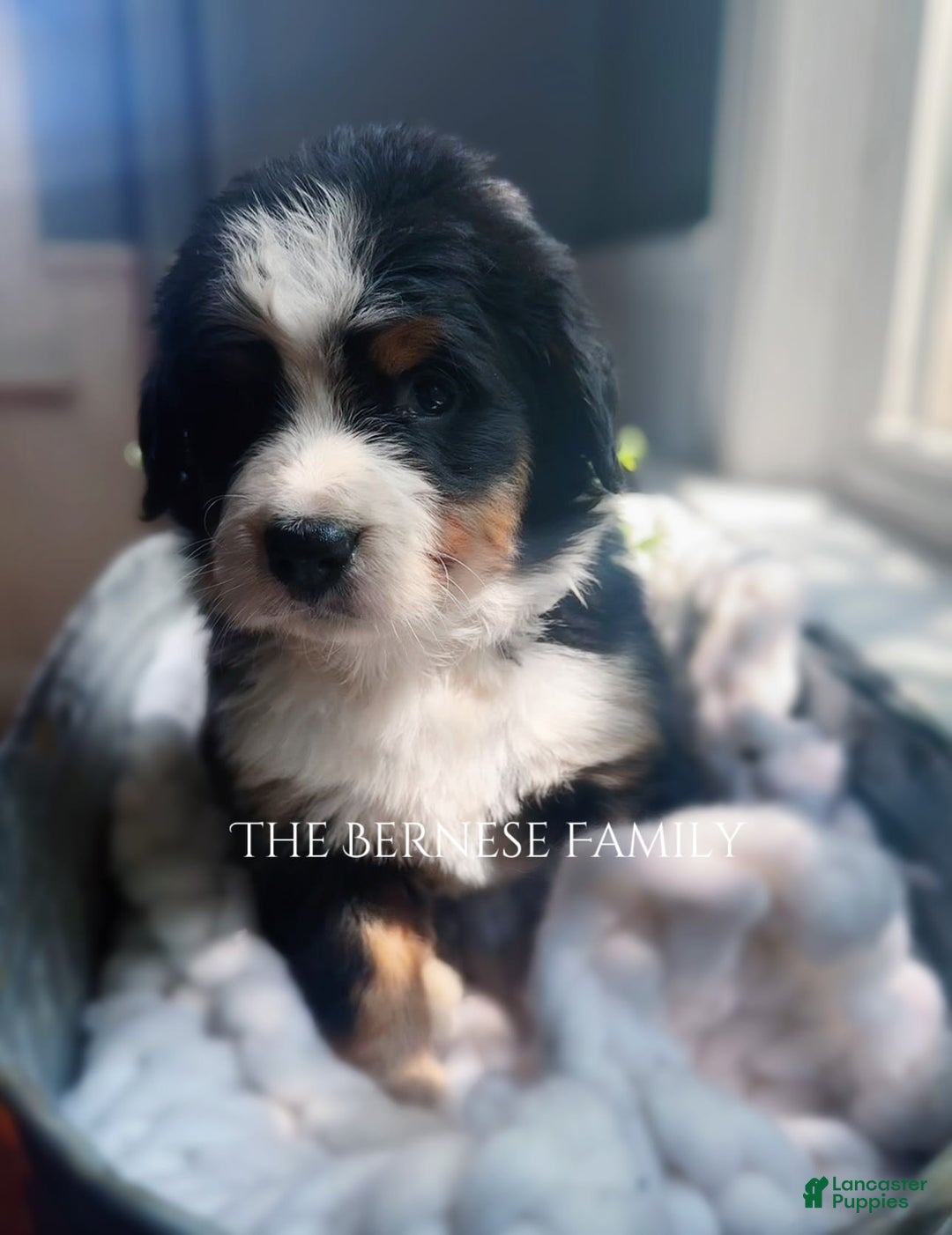 Bernese Mountain Dog dogs for sale: Female Thin Blaze - Image 14