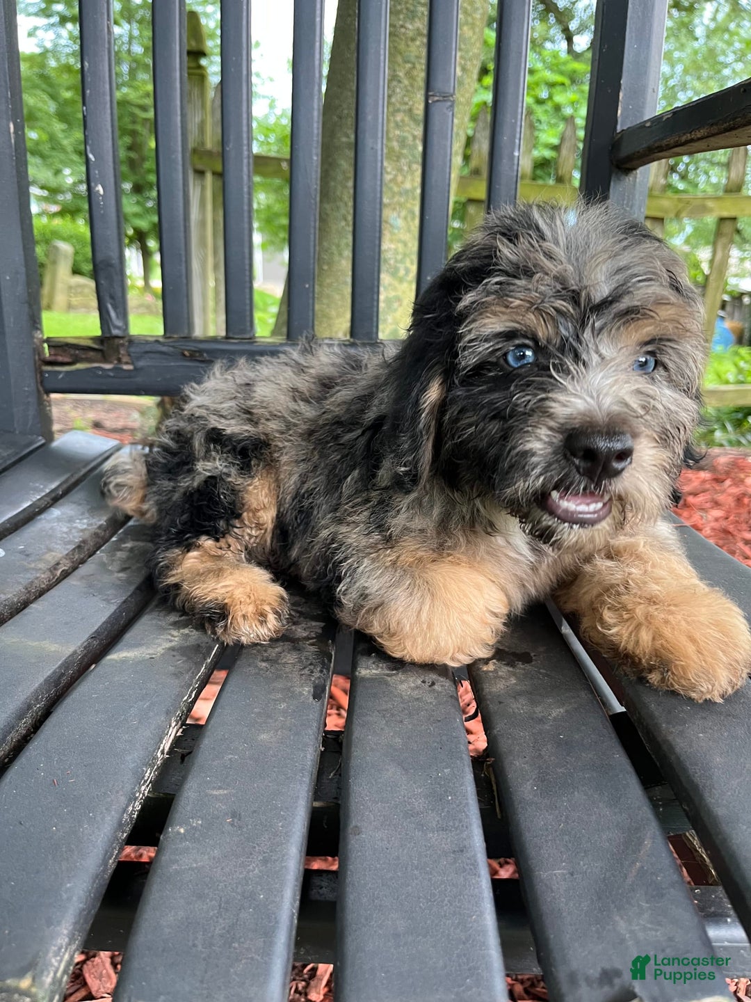 Mini Aussiedoodle dogs for sale: Canary - Image 19