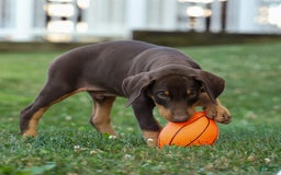Doberman Pinscher dogs for sale: Doberman Pinscher 7 puppies - Image 5