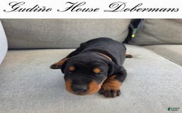Doberman Pinscher dogs for sale: Orange Collar Female - Image 8