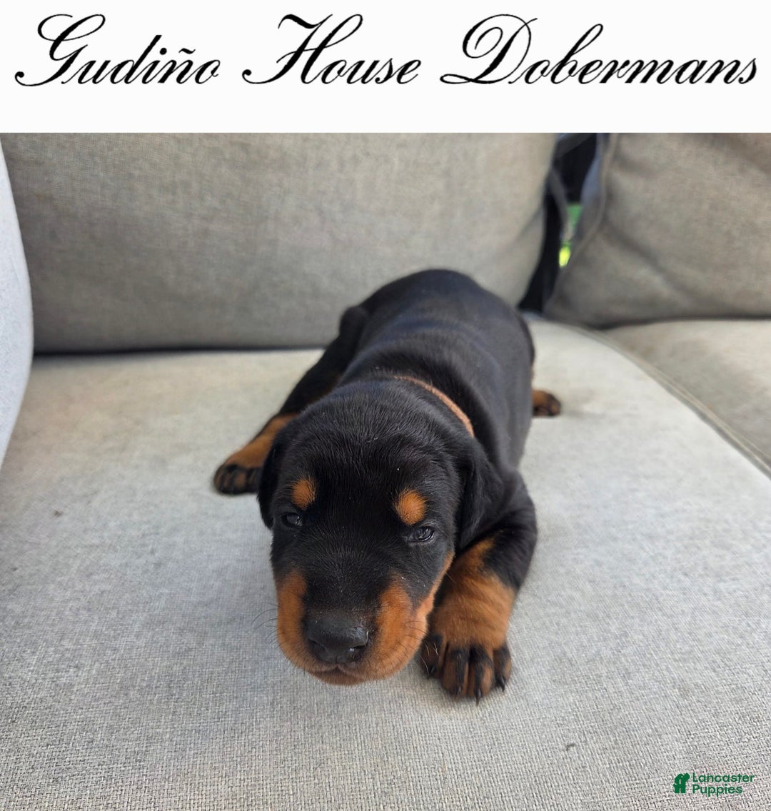 Doberman Pinscher dogs for sale: Orange Collar Female - Image 8
