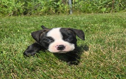 American Bulldog dogs for sale: Matilda - Image 22