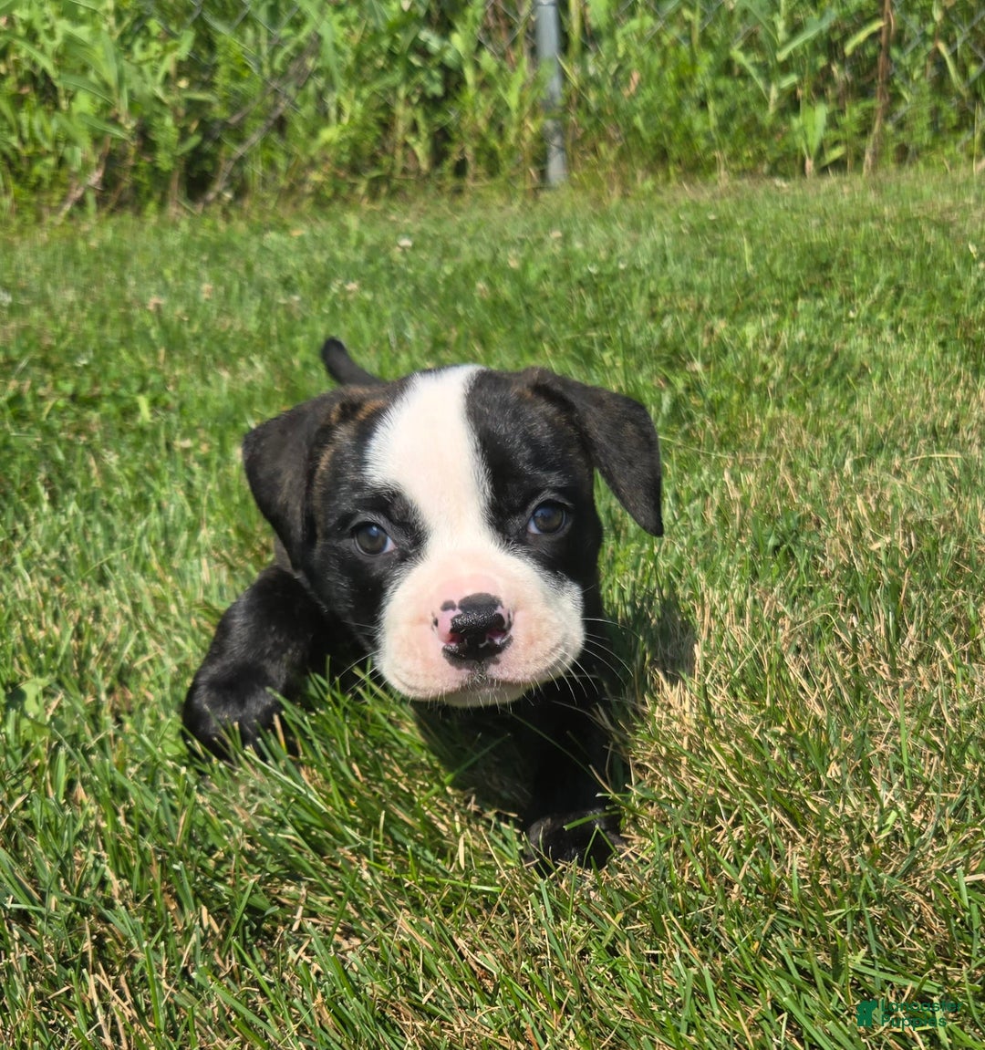 American Bulldog dogs for sale: Matilda - Image 22