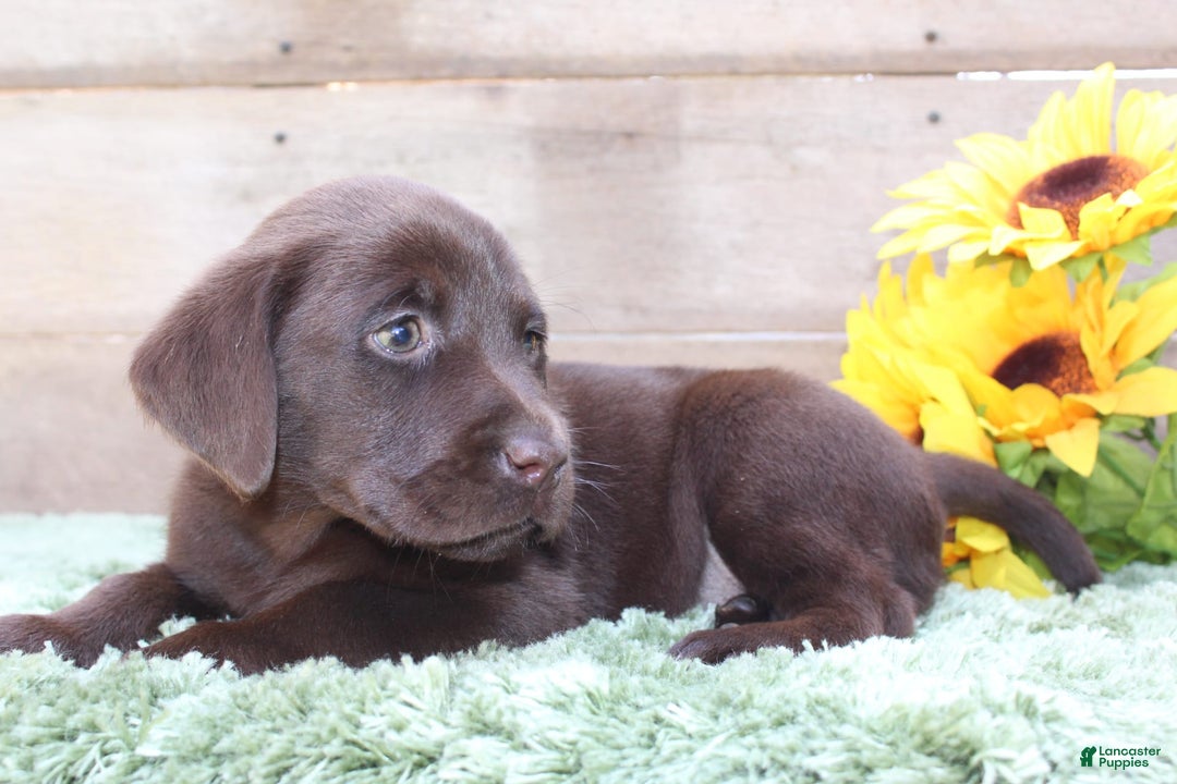 Labrador Retriever dogs for sale: Woody - Image 2
