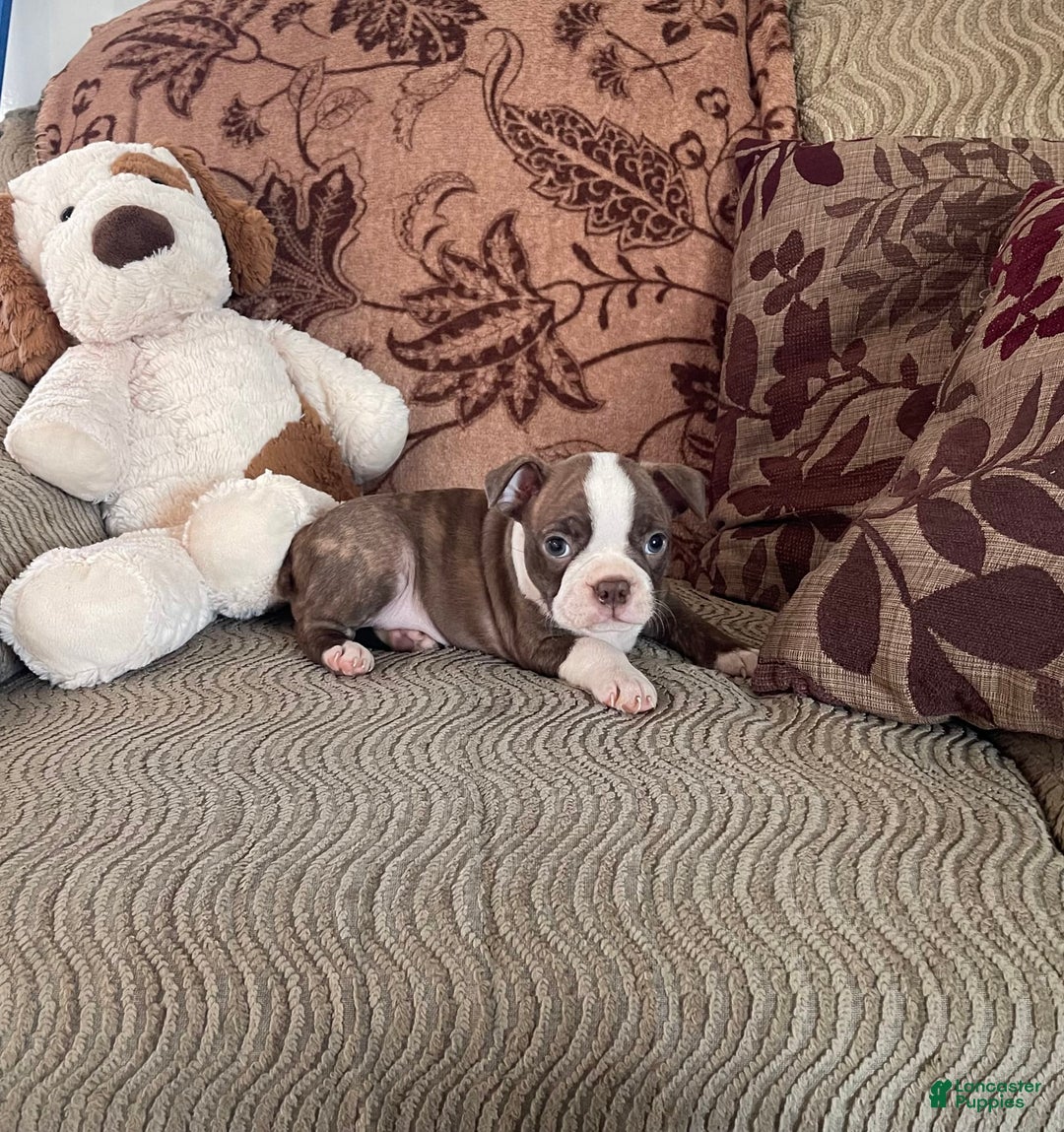 Boston Terrier dogs for sale: Toby - Image 3