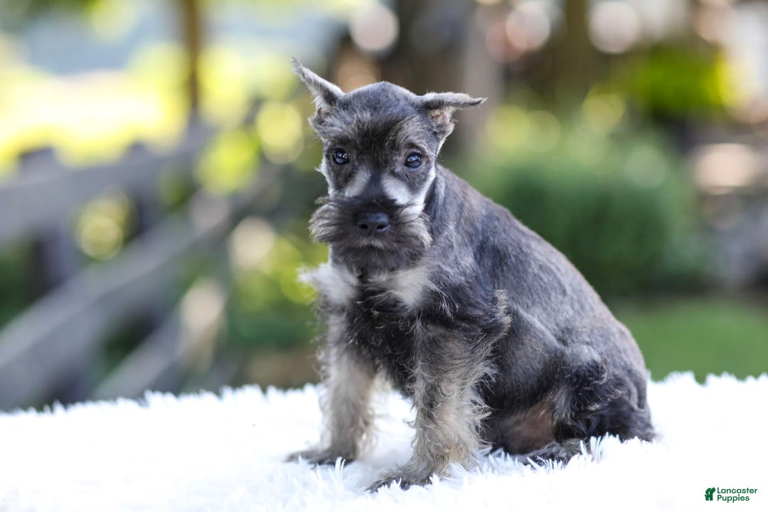 Miniature Schnauzer dogs for sale: Austin - Image 12