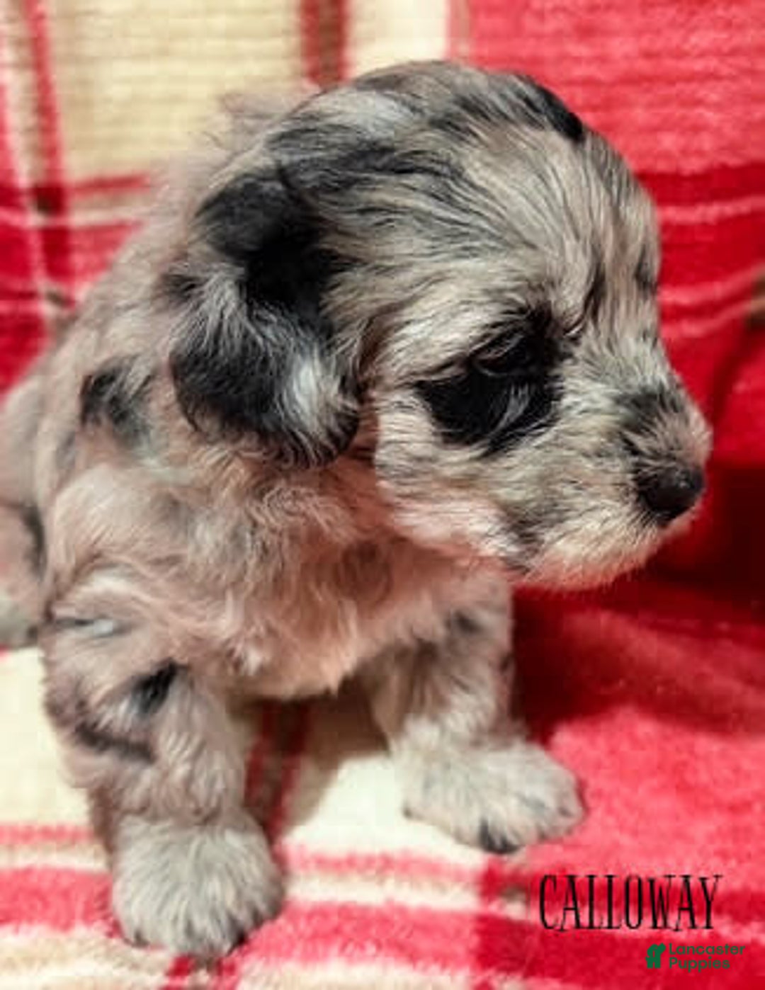 Goldendoodle dogs for sale: Calloway - Image 1