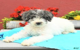 Miniature Poodle dogs for sale: Daisy - Image 4