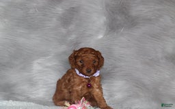 Mini Goldendoodle dogs for sale: Cami - Image 11