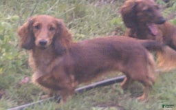 Dachshund dogs for sale: Fritz - Image 5