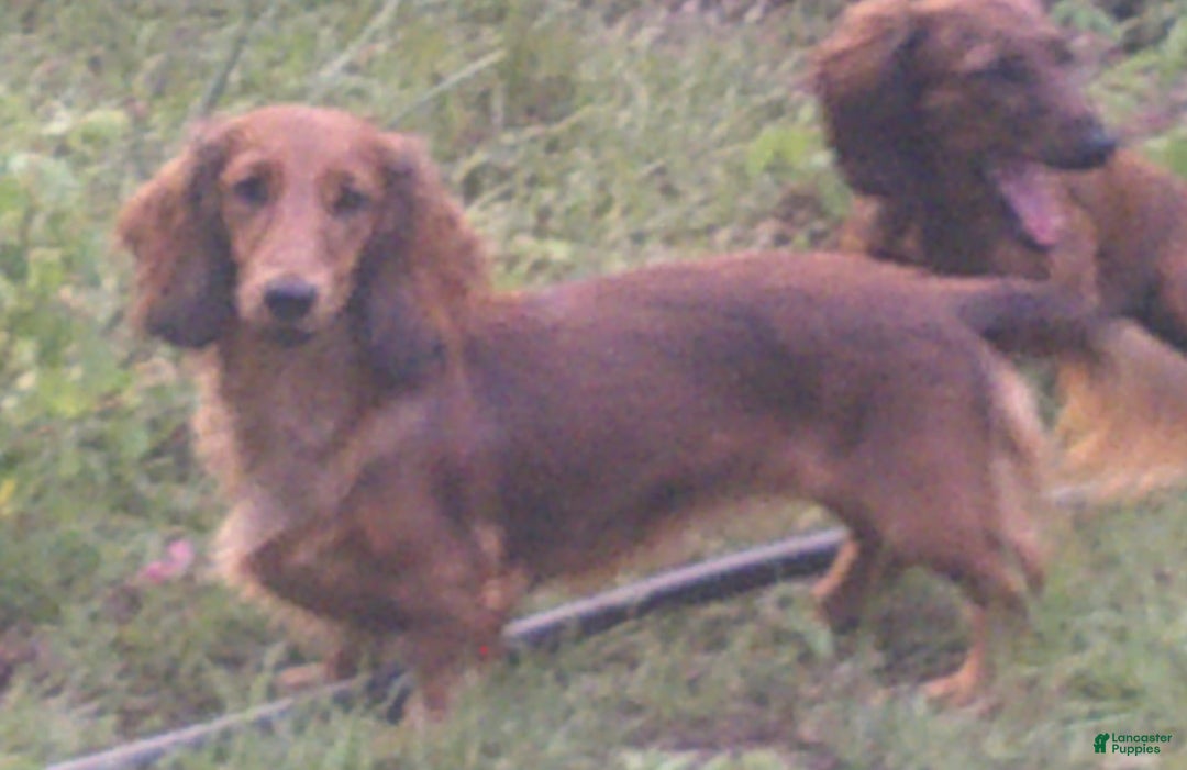 Dachshund dogs for sale: Fritz - Image 5