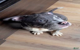 American Bully dogs for sale: Ryder - Image 7