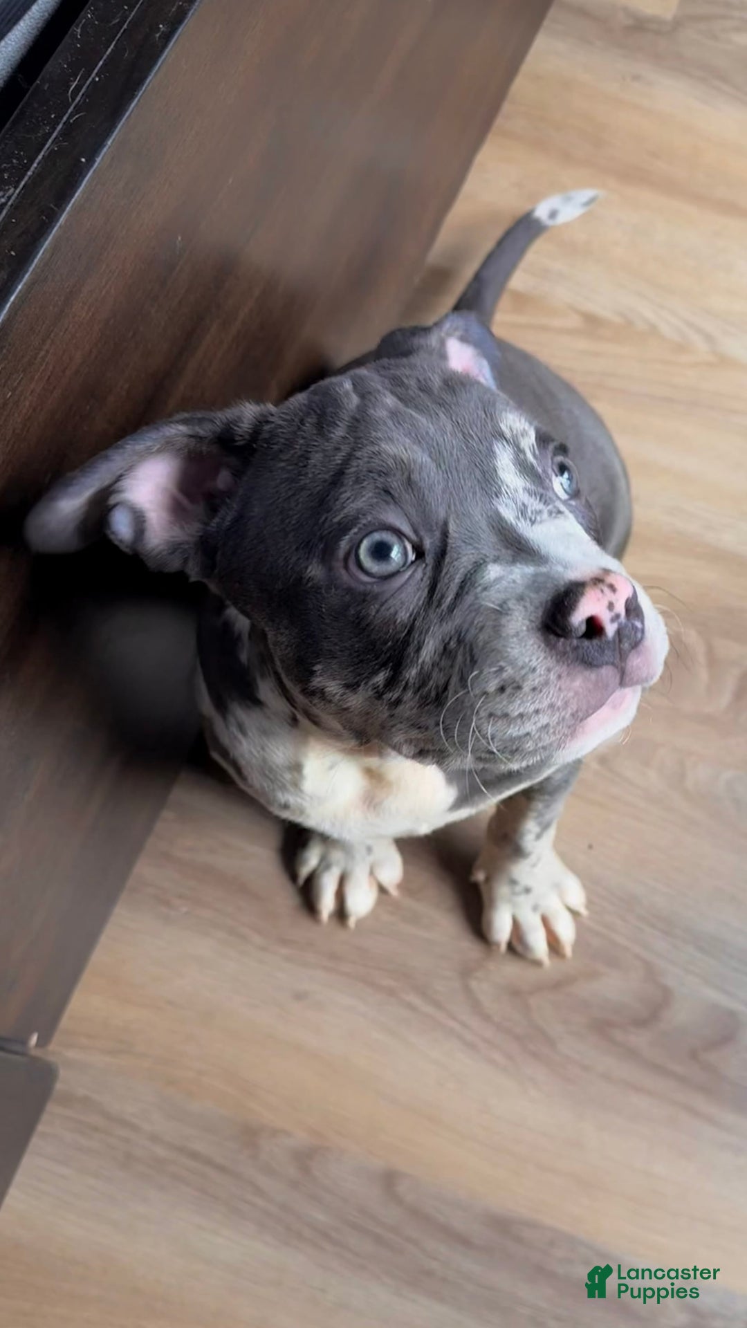 American Bully dogs for sale: Ryder - Image 7