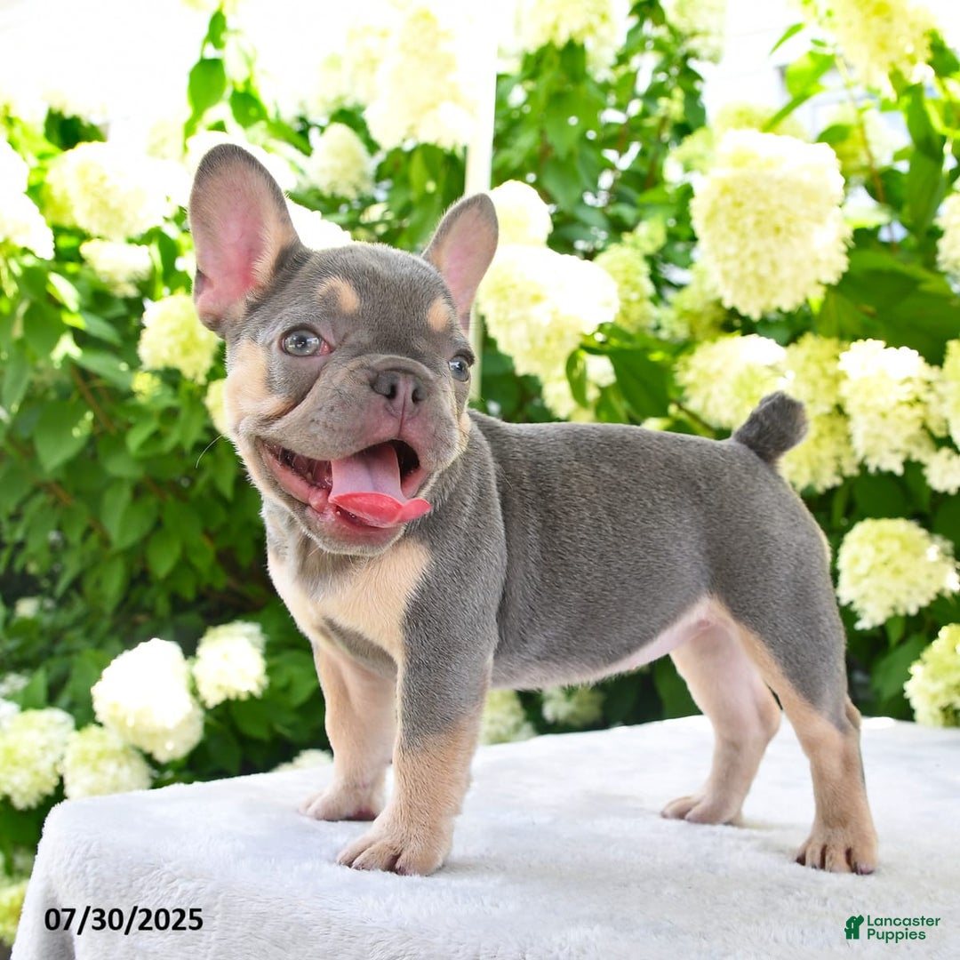 French Bulldog dogs for sale: Millie - Image 14