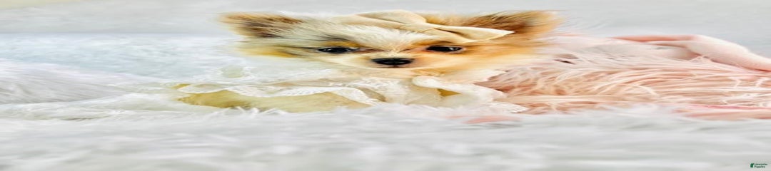 Pelusa