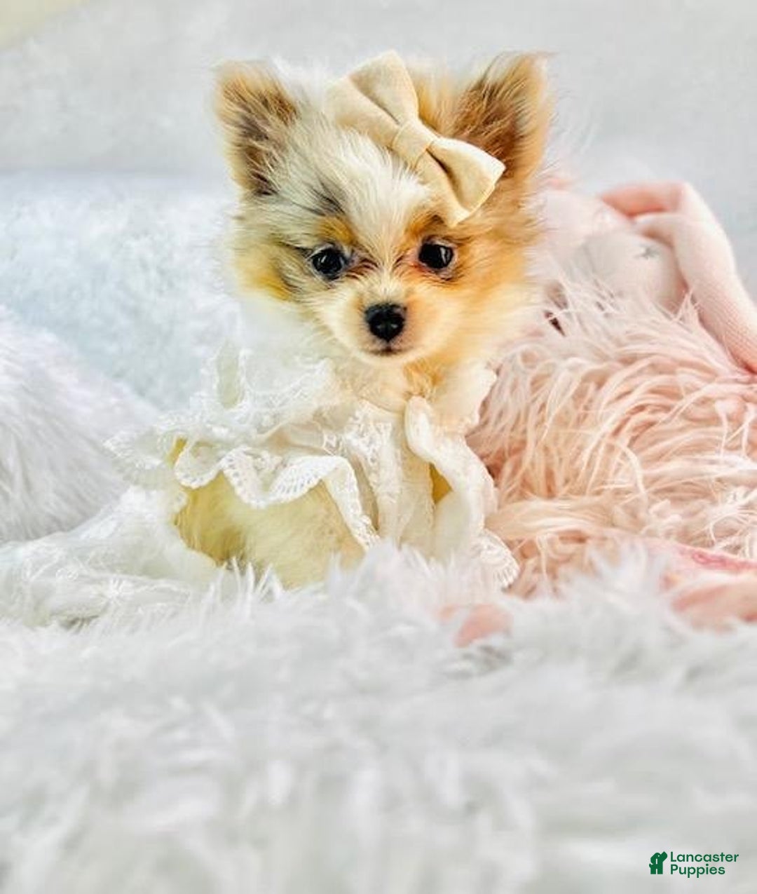 Pomeranian dogs for sale: Pelusa - Image 1