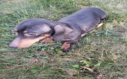 Miniature Dachshund dogs for sale: Sophie - Image 10
